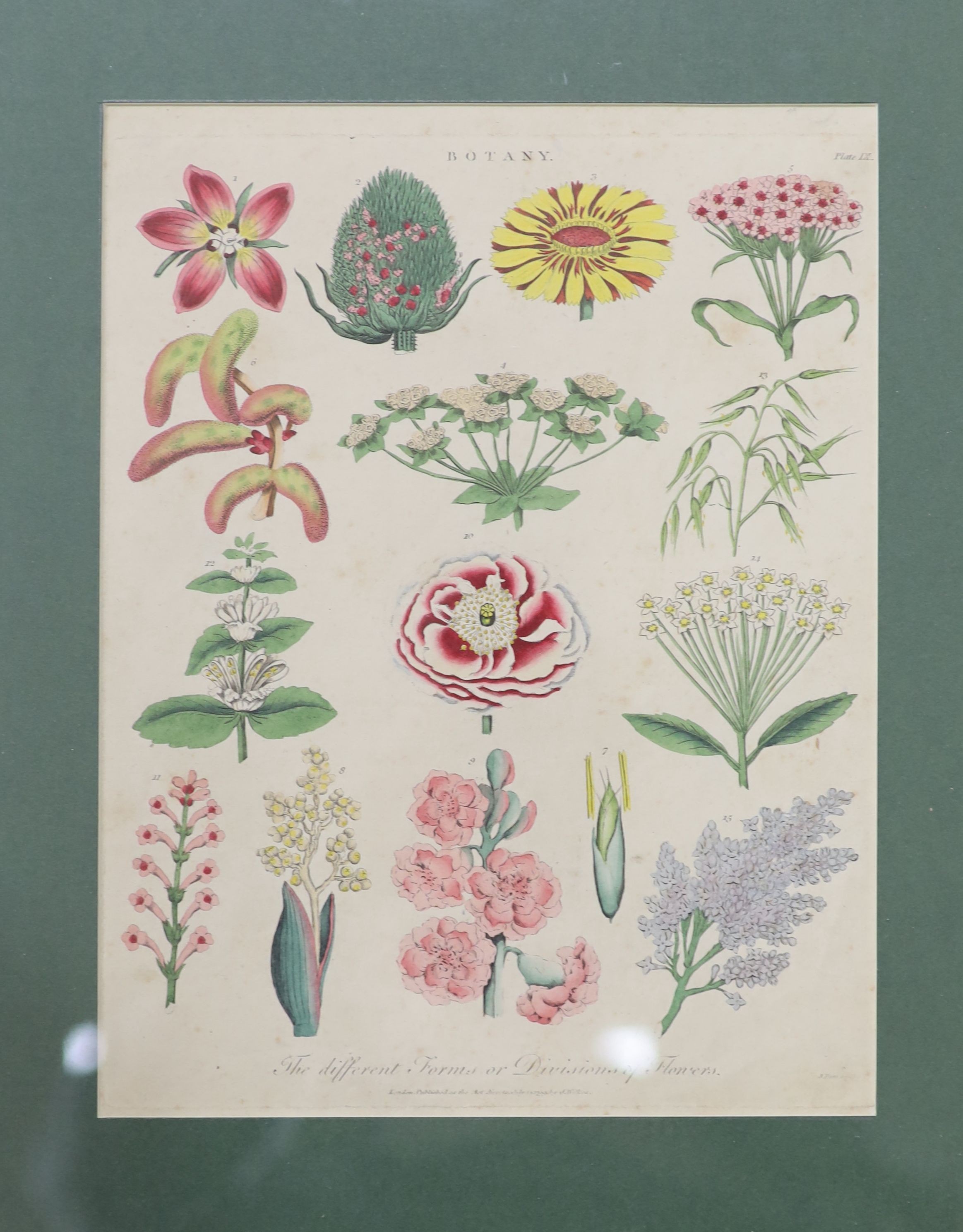 A set of eight 19th century hand coloured botanical engravings, 26 x 20cm